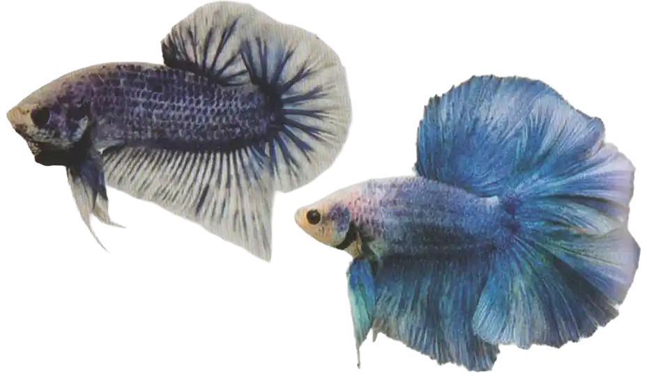 Grizzle — Thai ornamental betta color reference Two blue-and-white patterned ornamental bettas