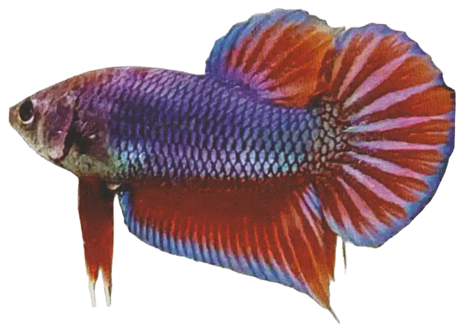 Pradu — Thai ornamental betta color reference Dark blue betta with red fins