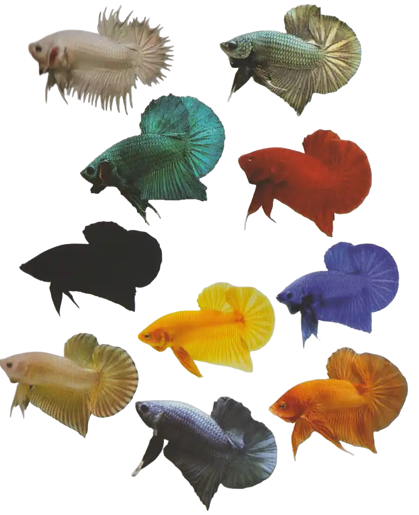 Solid Color — Thai ornamental betta color reference A collection of ornamental bettas in single colors