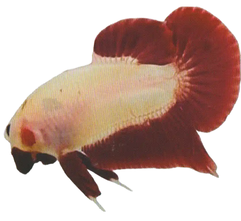 Non Metallic Bi Color — Thai ornamental betta color reference Pale-bodied betta with contrasting red fins
