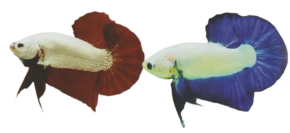 Metallic Bi Color — Thai ornamental betta color reference Two light-bodied bettas with contrasting dark red and blue fins