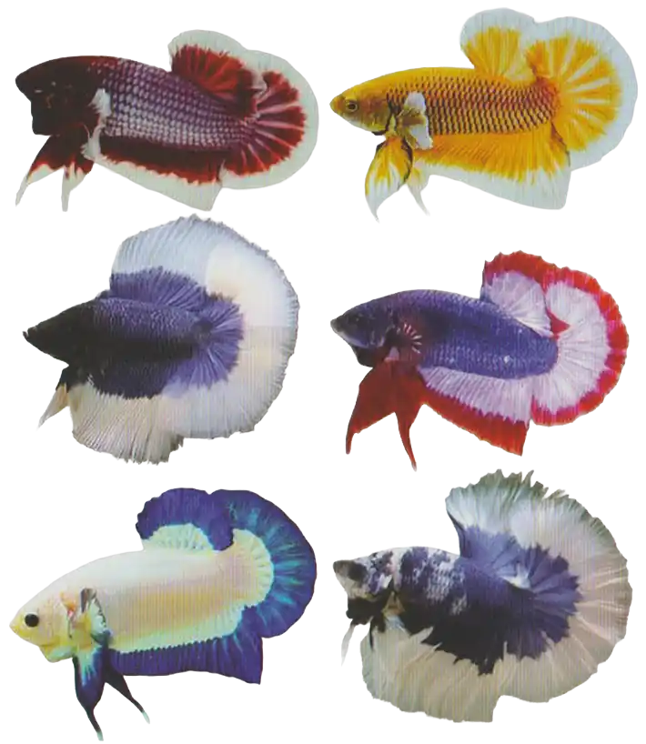 Single Band Butterfly Patterned Color — Thai ornamental betta color reference A collection of bettas with contrasting bands around their fins