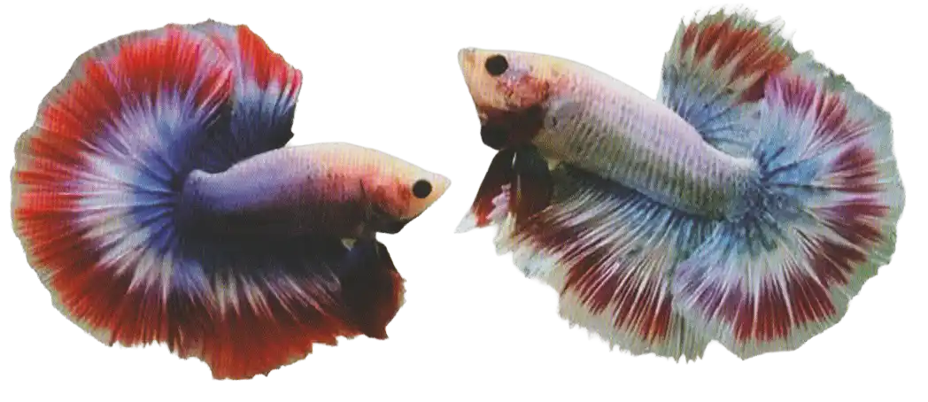 Multi Band — Thai ornamental betta color reference Two bettas with multiple contrasting color bands in their fins