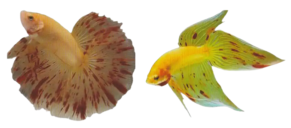 Non Metallic Dot Patterned Color examples — Thai ornamental betta color reference Two pale bettas with scattered colored marks across body and fins