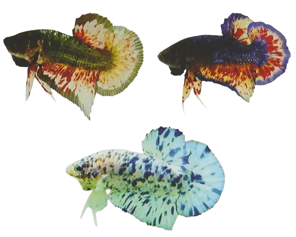 Metallic Dot Patterned Color — Thai ornamental betta color reference Three bettas with scattered multicolor markings on coated bodies
