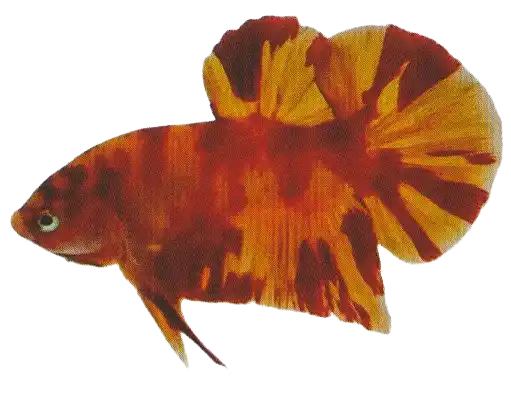 Non Metallic Marble Two Tone — Thai ornamental betta color reference Red and yellow betta with two-tone markings