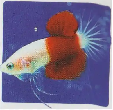 Non Metallic Body Marking — Thai ornamental betta color reference Pale-bodied betta with a broad red band across its body