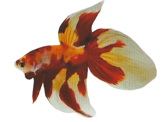 Non Metallic Multicolor — Thai ornamental betta color reference Betta with red, yellow, and pale multicolor markings