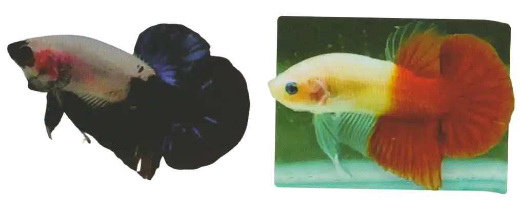 Non Metallic Caudal Marking — Thai ornamental betta color reference Two bettas with prominent contrasting colors near the caudal area