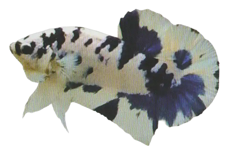 Metallic Marble Two Tone — Thai ornamental betta color reference Pale betta with dark two-tone marble markings