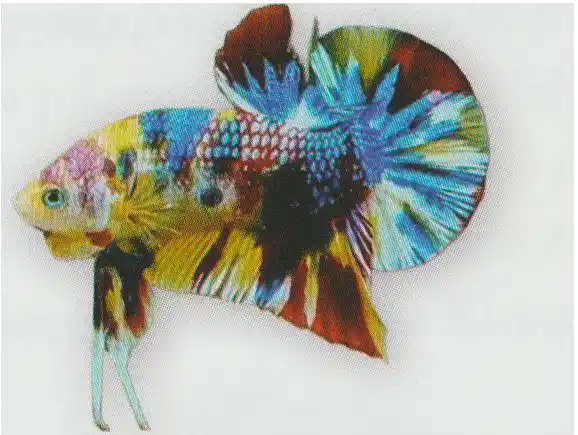 Metallic Multicolor — Thai ornamental betta color reference Betta with multiple bright colors and coated scales