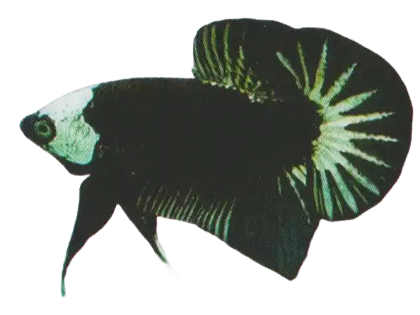 Metallic Head Marking — Thai ornamental betta color reference Dark betta with a prominent pale marking on its head