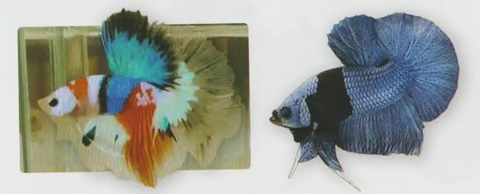 Metallic Body Marking — Thai ornamental betta color reference Two bettas with contrasting color bands across their bodies