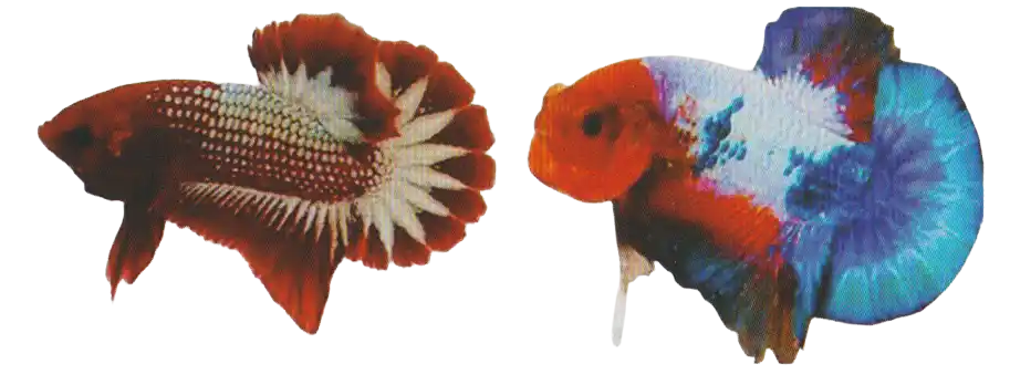 Metallic Caudal Marking — Thai ornamental betta color reference Two bettas with prominent contrasting colors near their caudal fins