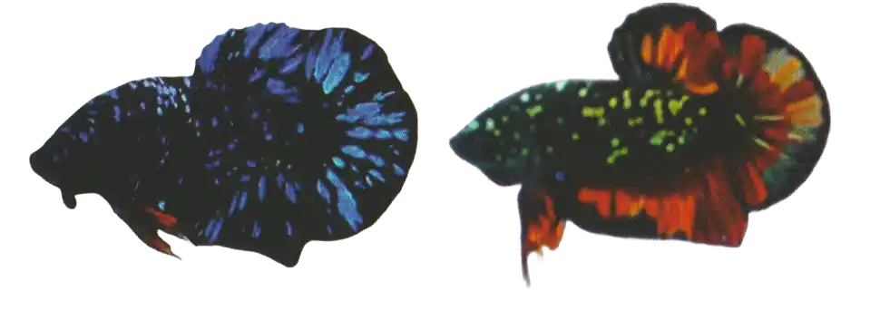 Galaxy — Thai ornamental betta color reference Two dark bettas with scattered bright spots