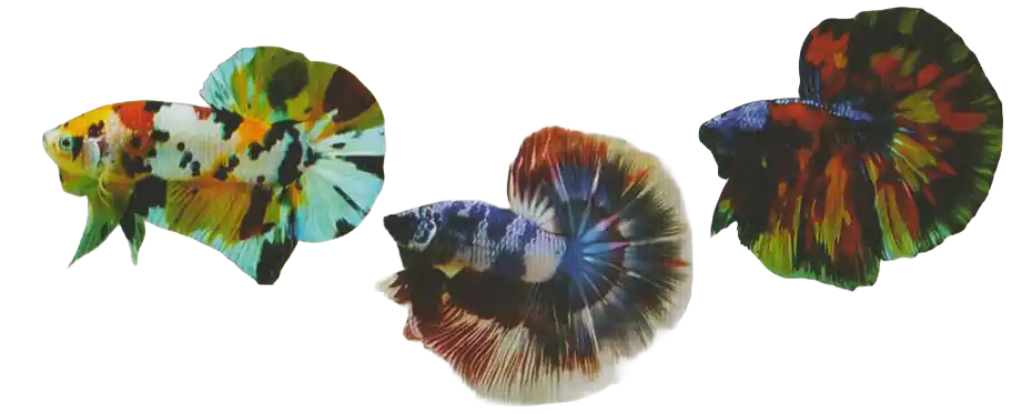 Any Other Color — Thai ornamental betta color reference Three bettas displaying other mixed color patterns