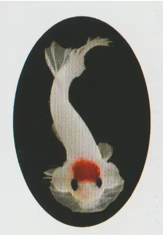 Non Metallic Head Marking — Thai ornamental betta color reference Top view of a pale betta with a red marking on its head