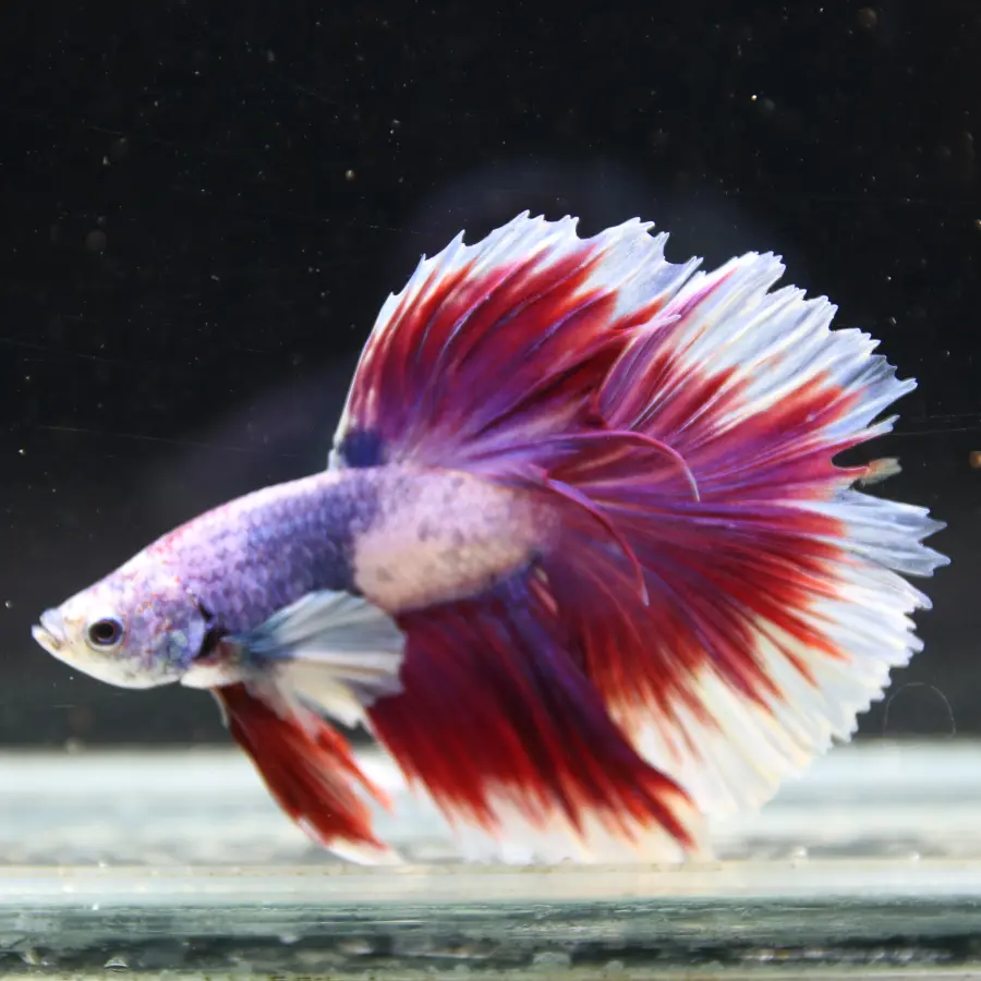 Pink Lavender Rosetail Halfmoon Betta Fish – Red White Male