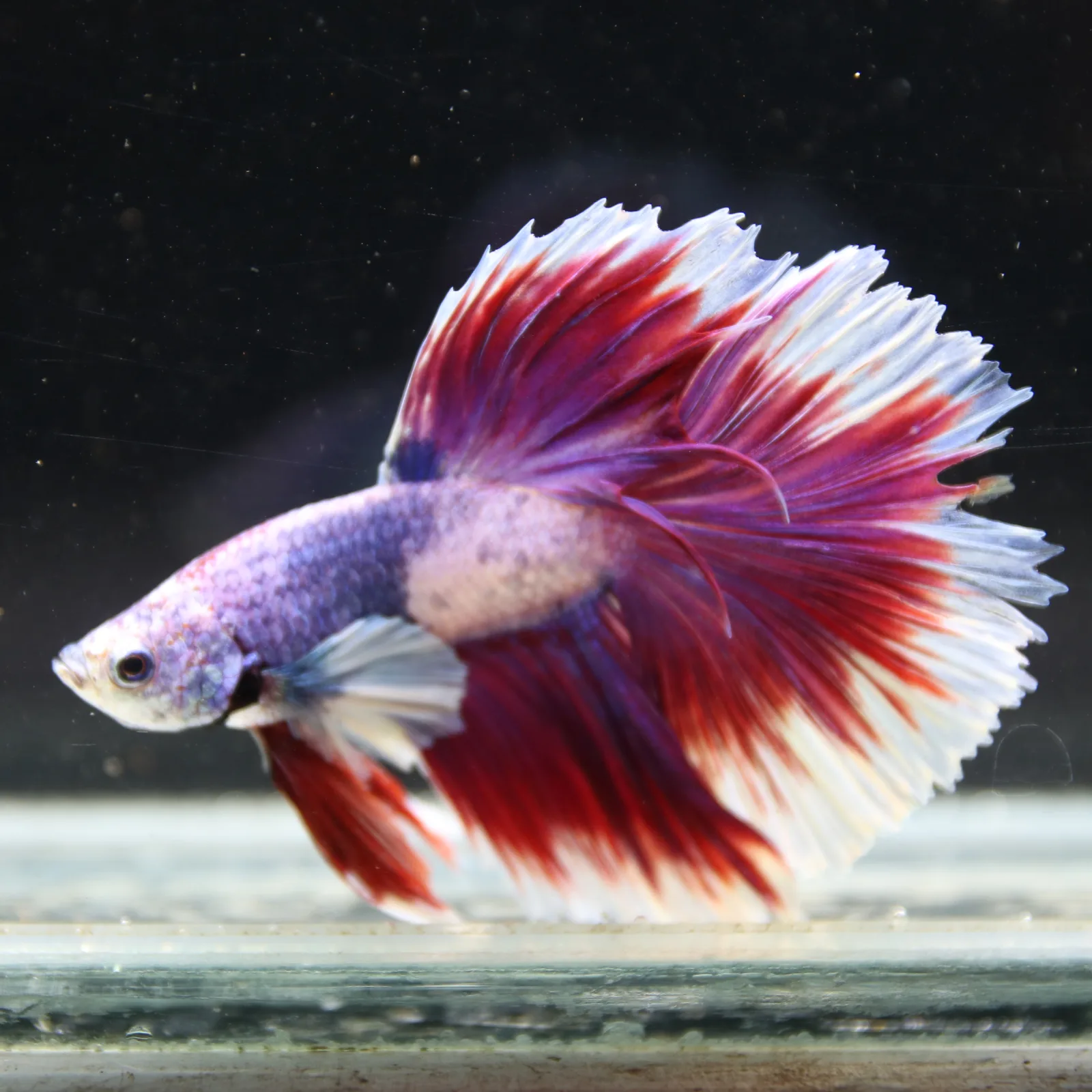 Pink Lavender Rosetail Halfmoon Betta Fish – Red White Male media 2