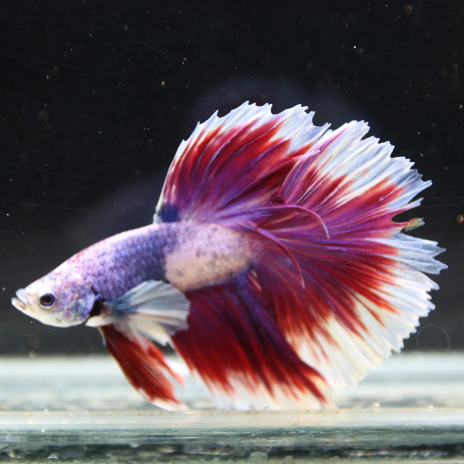 Pink Lavender Rosetail Halfmoon Betta Fish – Red White Male media 6