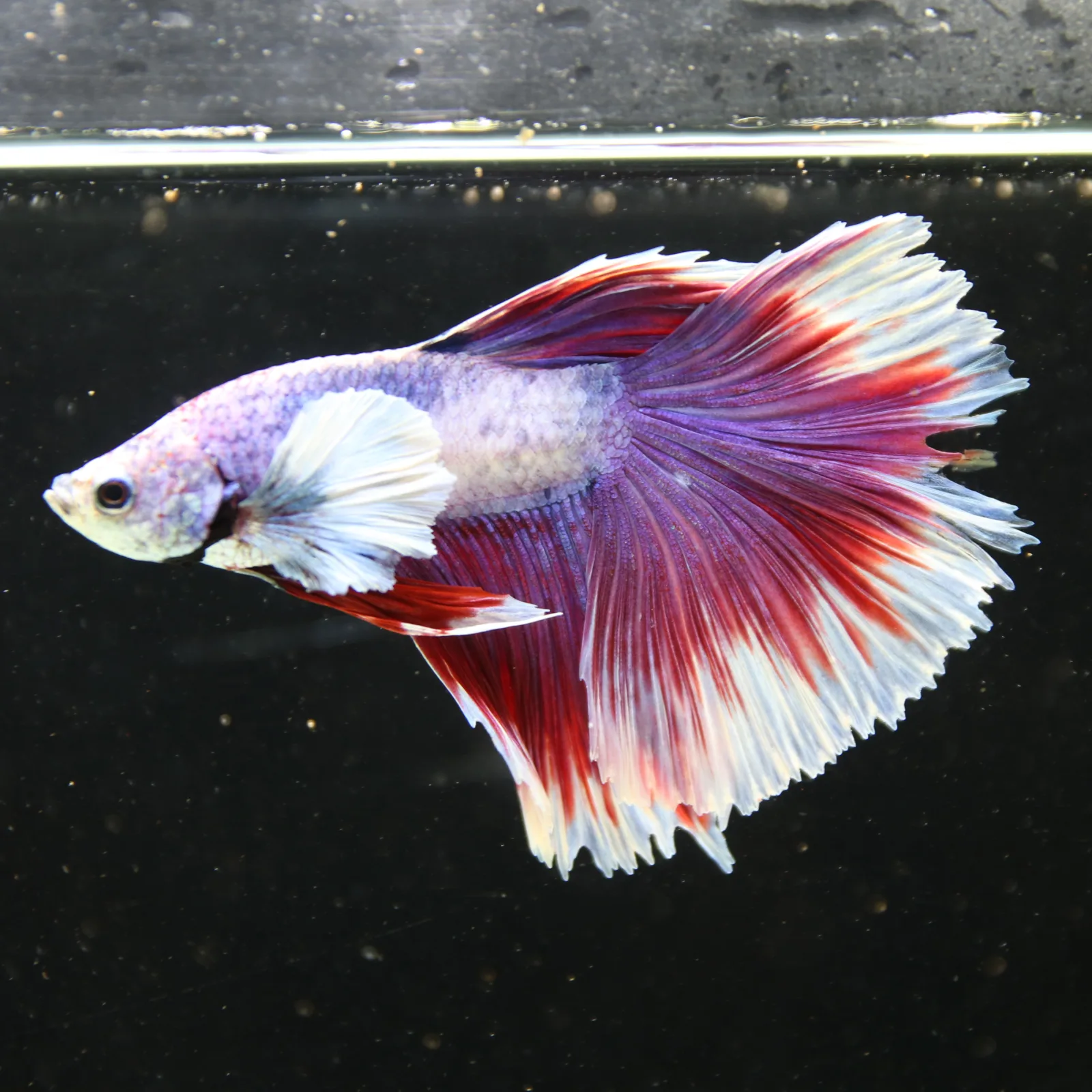 Pink Lavender Rosetail Halfmoon Betta Fish – Red White Male media 7