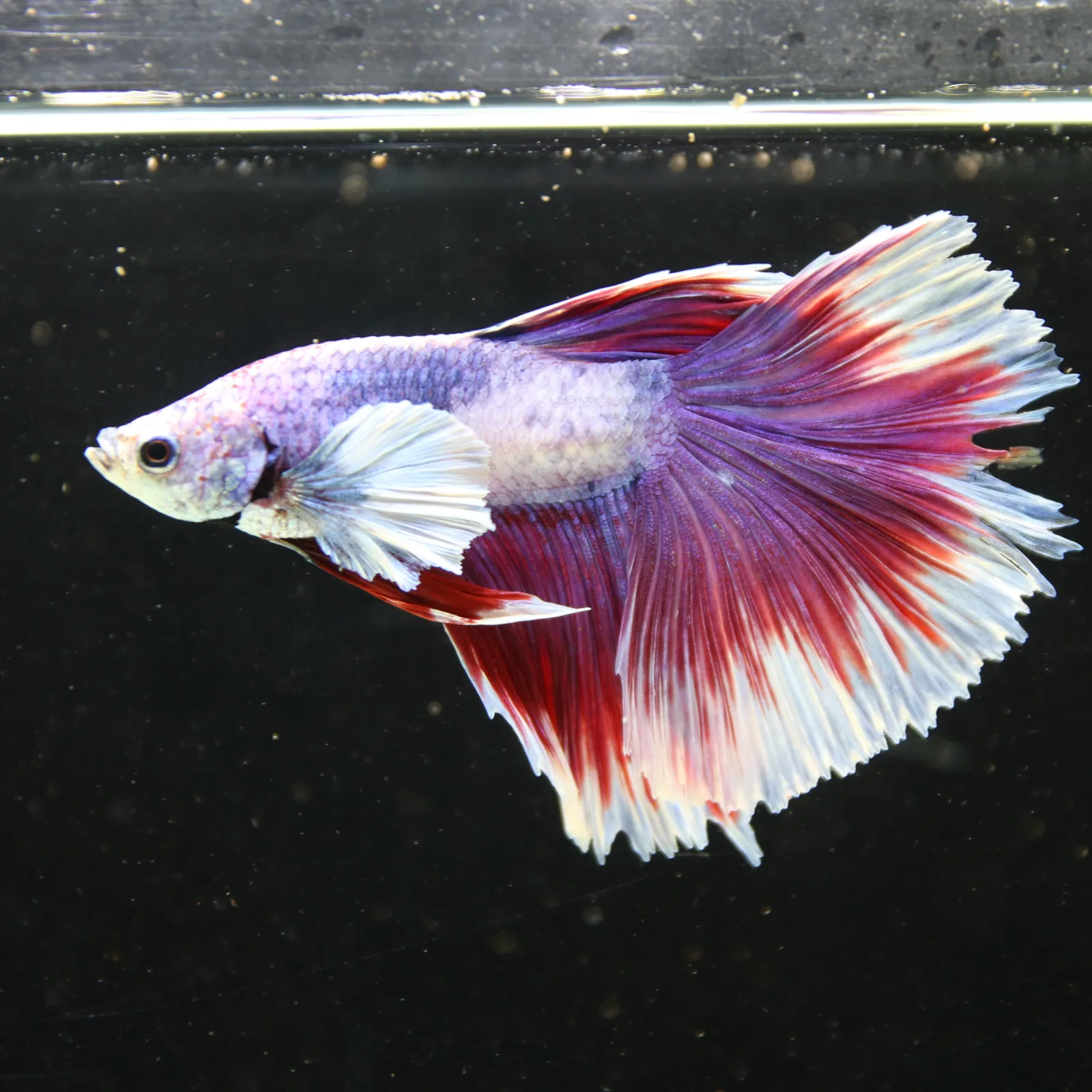 Pink Lavender Rosetail Halfmoon Betta Fish – Red White Male media 8