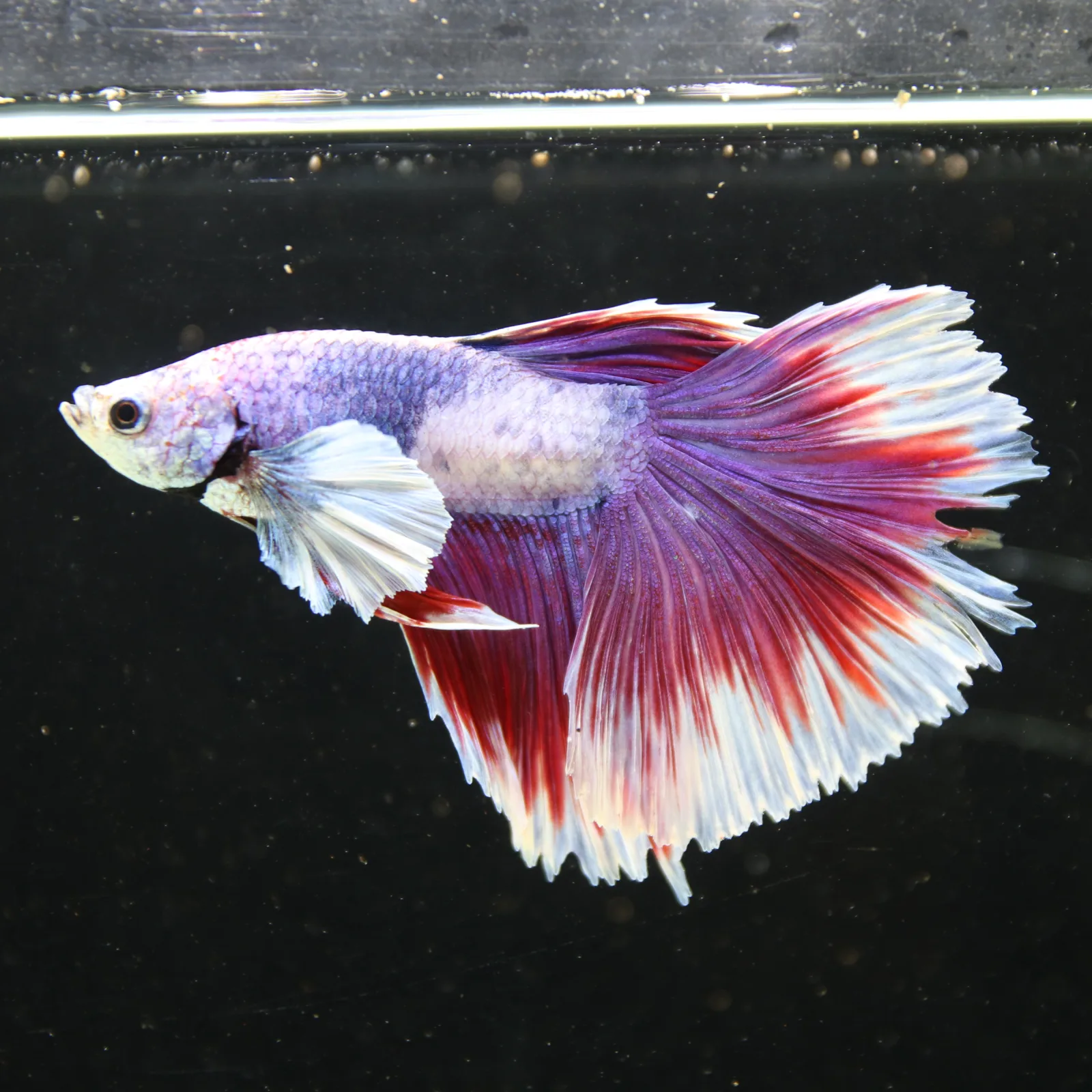 Pink Lavender Rosetail Halfmoon Betta Fish – Red White Male media 10