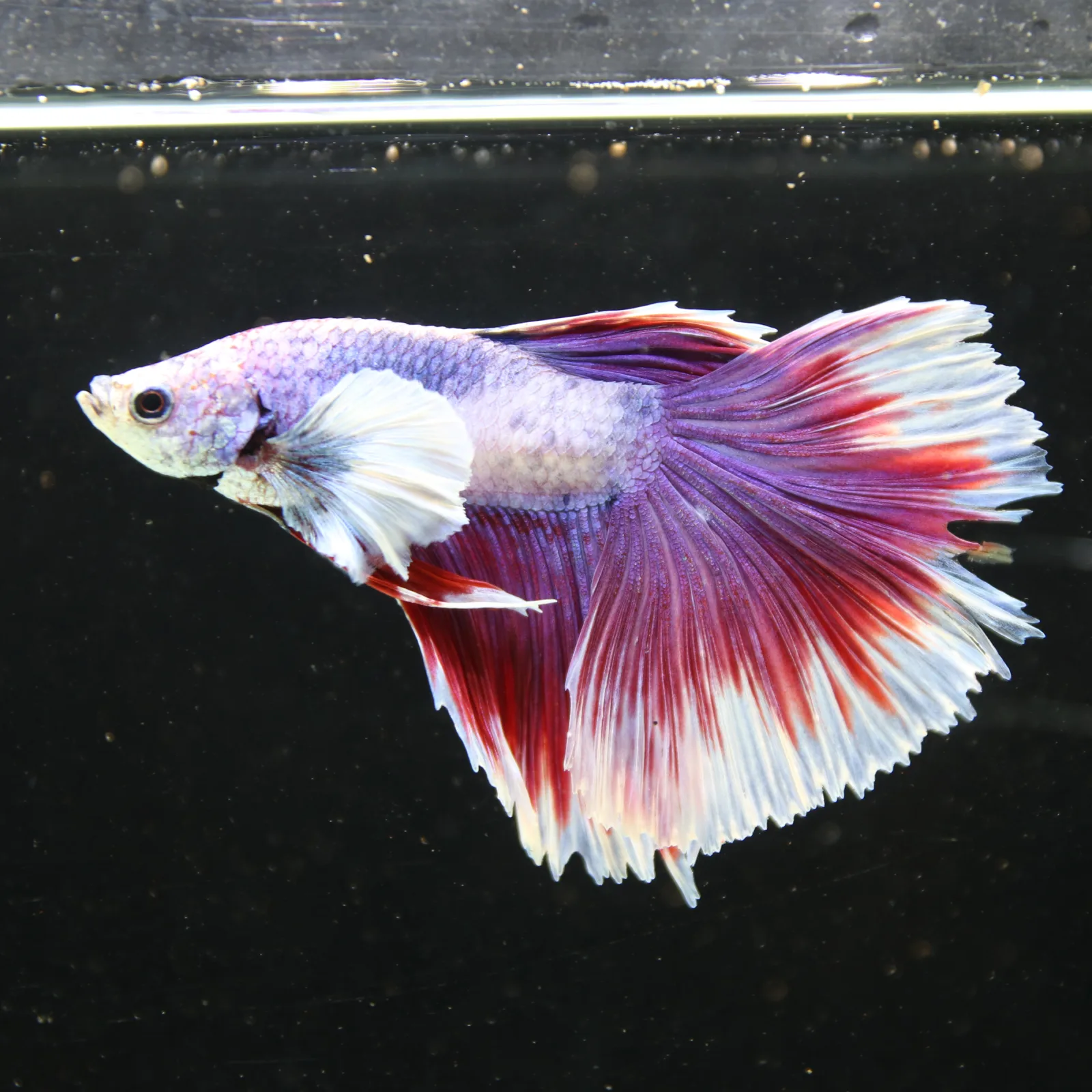 Pink Lavender Rosetail Halfmoon Betta Fish – Red White Male media 11