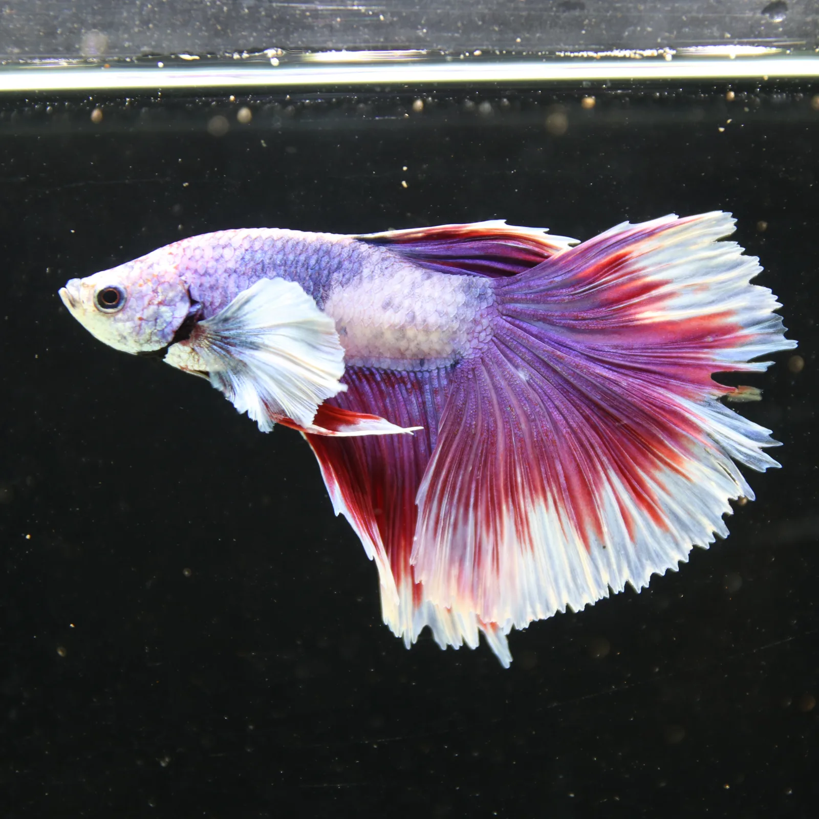 Pink Lavender Rosetail Halfmoon Betta Fish – Red White Male media 12