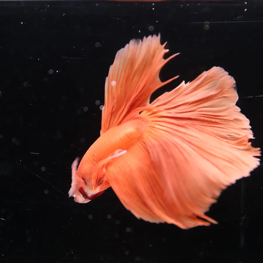 Tangerine Orange Halfmoon Betta Fish –  Male