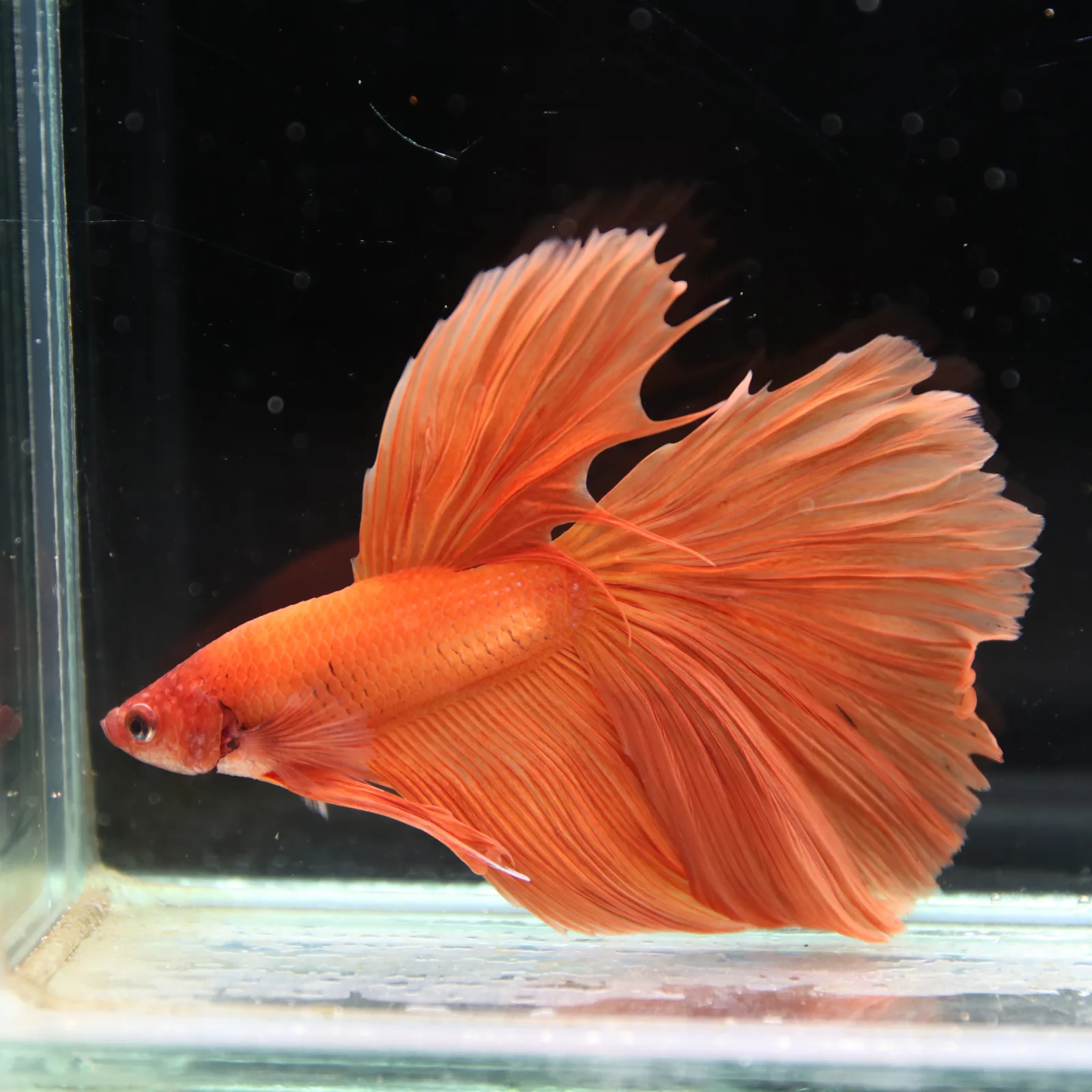 Tangerine Orange Halfmoon Betta Fish –  Male media 2