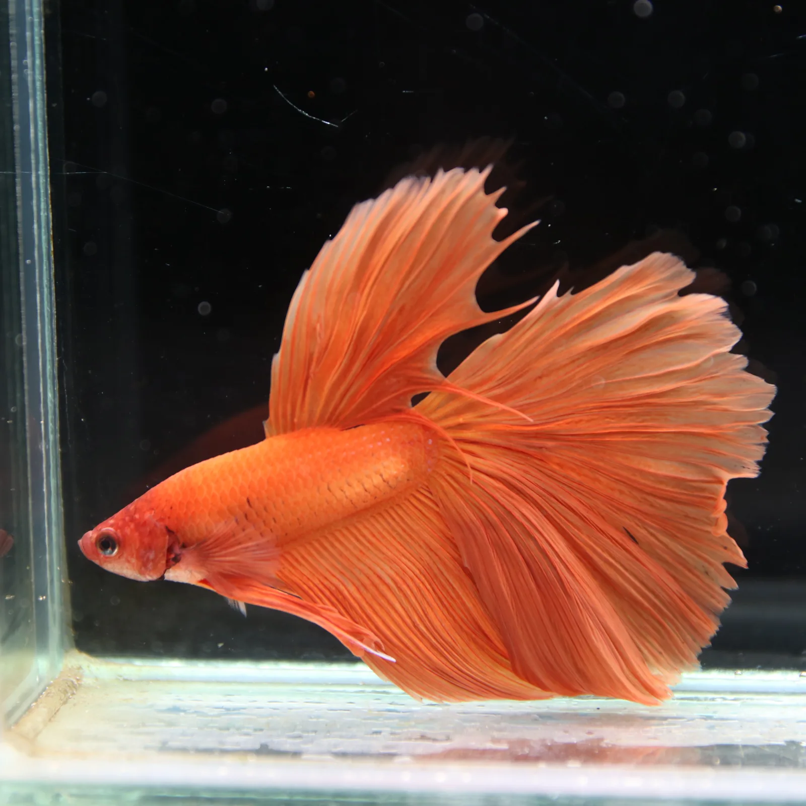 Tangerine Orange Halfmoon Betta Fish –  Male media 3