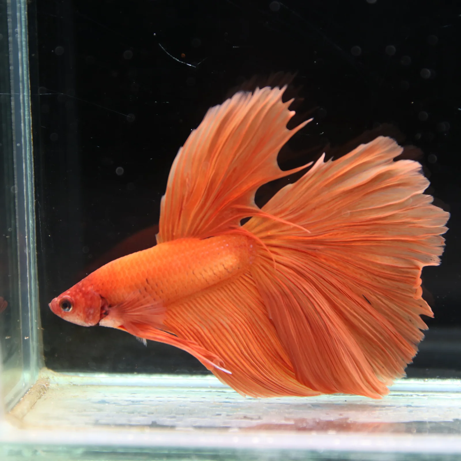 Tangerine Orange Halfmoon Betta Fish –  Male media 4