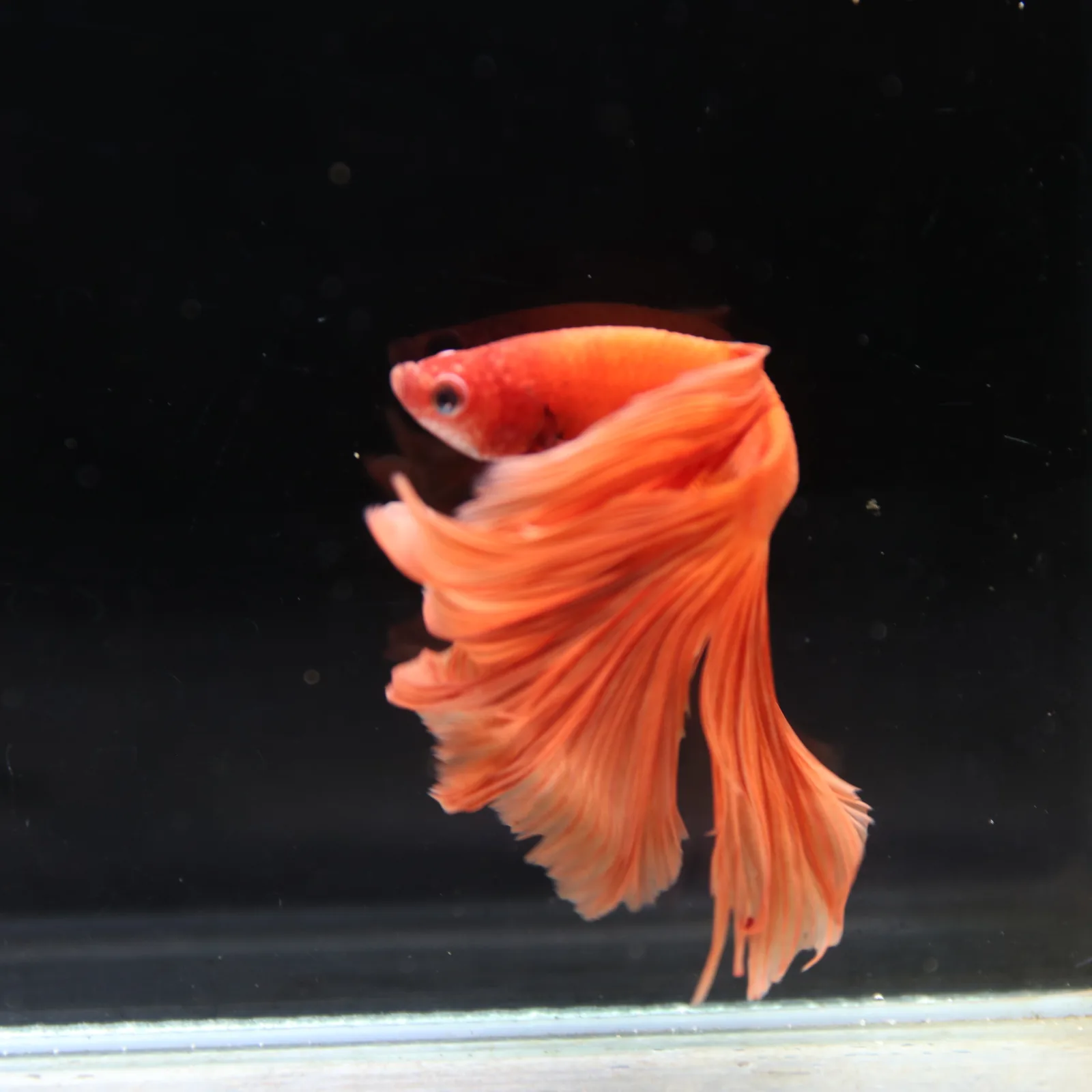 Tangerine Orange Halfmoon Betta Fish –  Male media 5