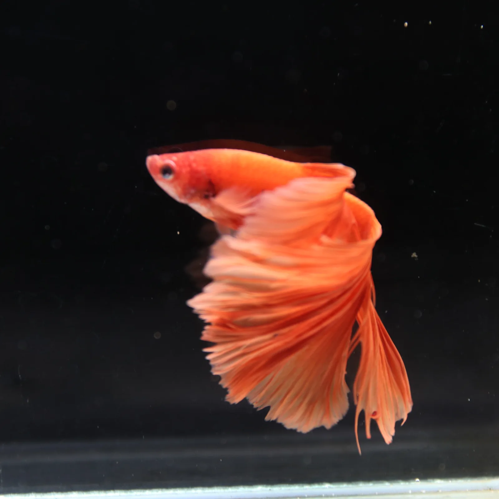 Tangerine Orange Halfmoon Betta Fish –  Male media 6
