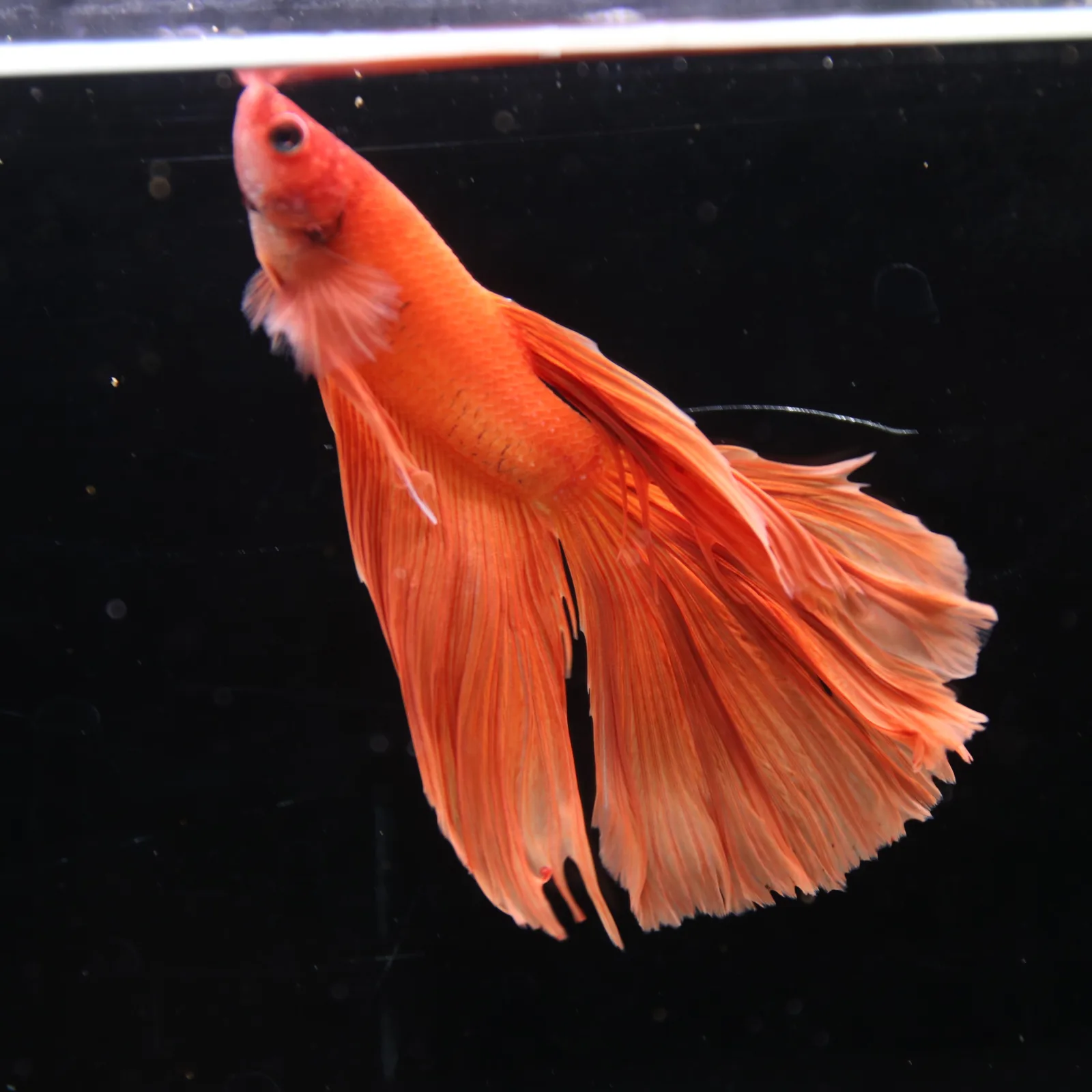 Tangerine Orange Halfmoon Betta Fish –  Male media 7