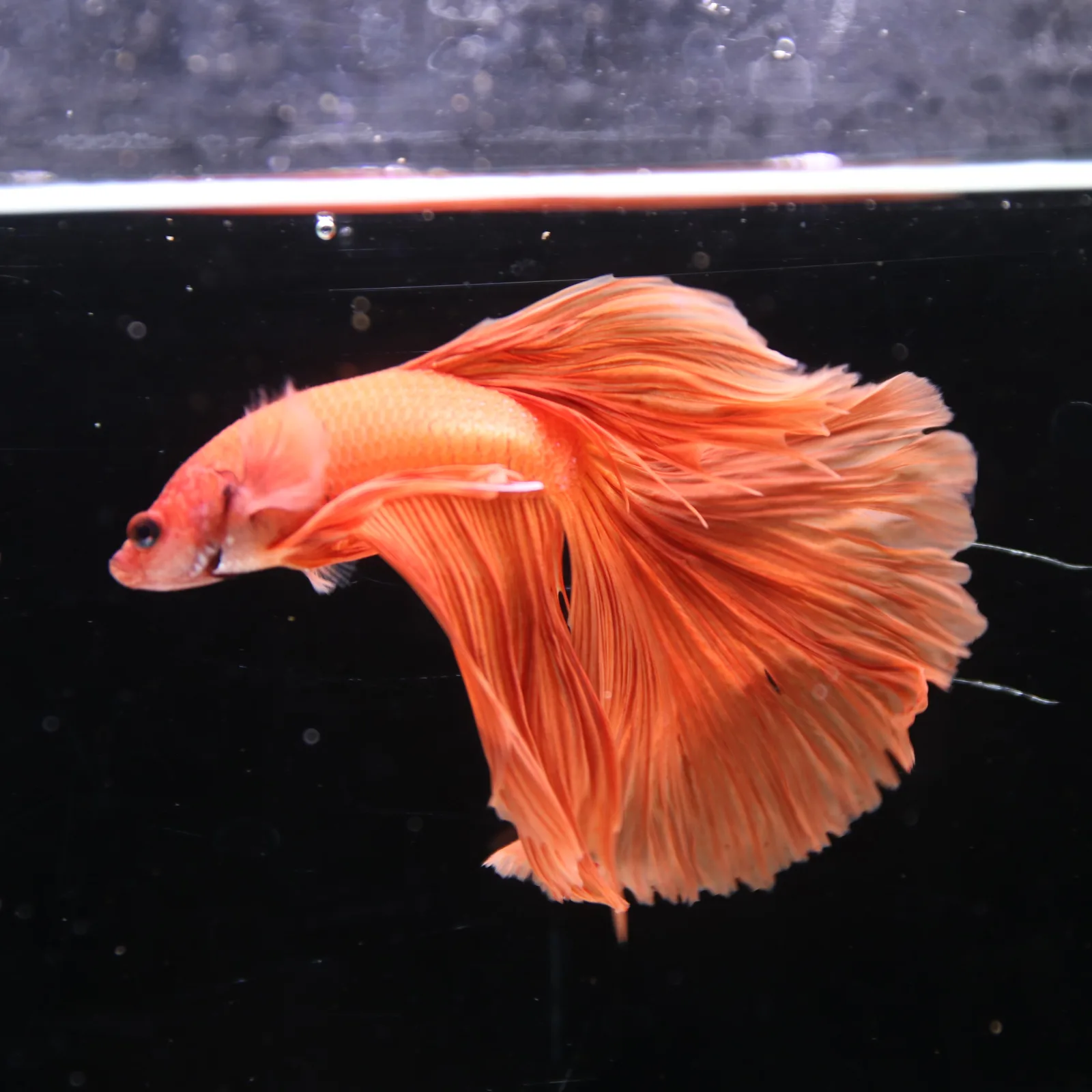 Tangerine Orange Halfmoon Betta Fish –  Male media 9