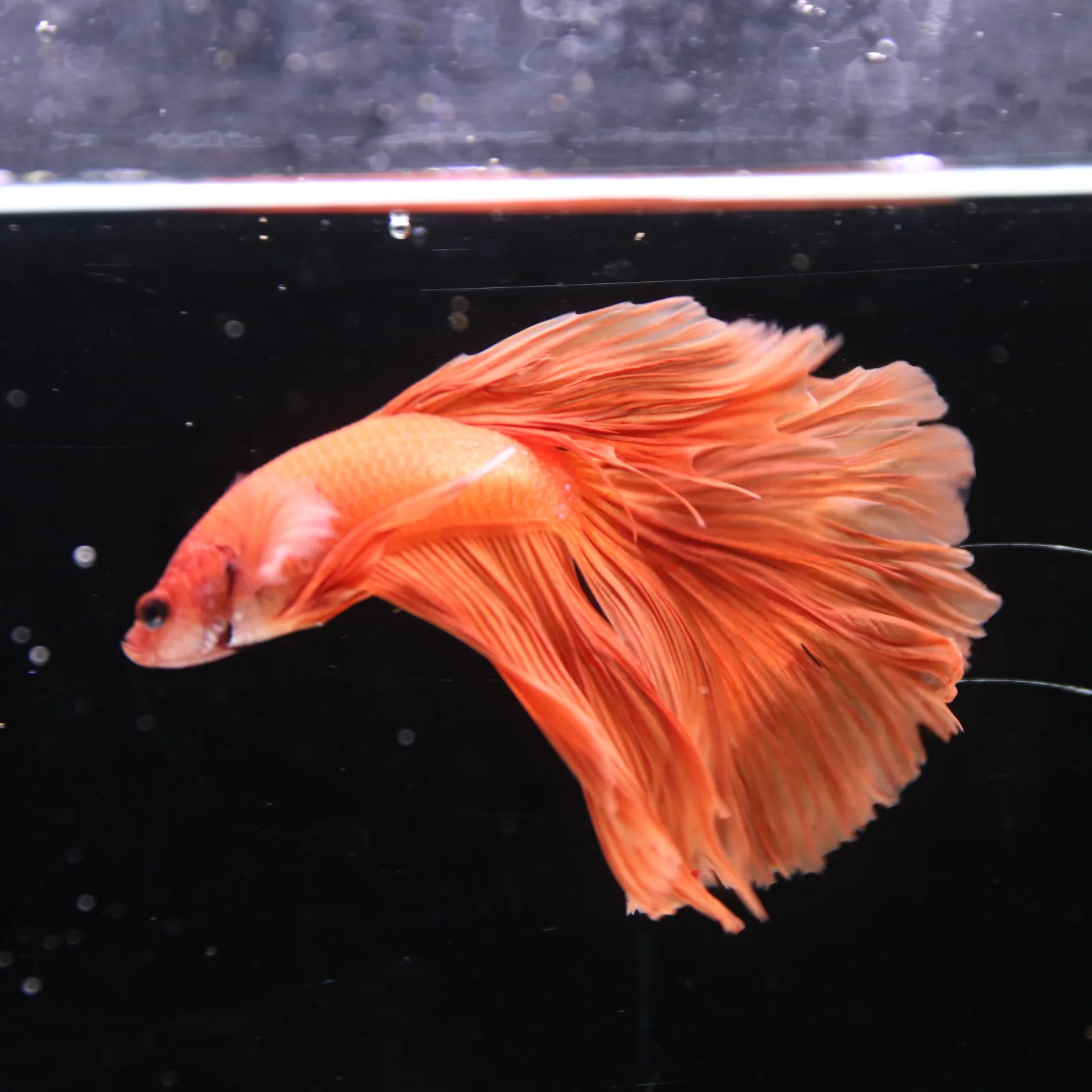 Tangerine Orange Halfmoon Betta Fish –  Male media 10