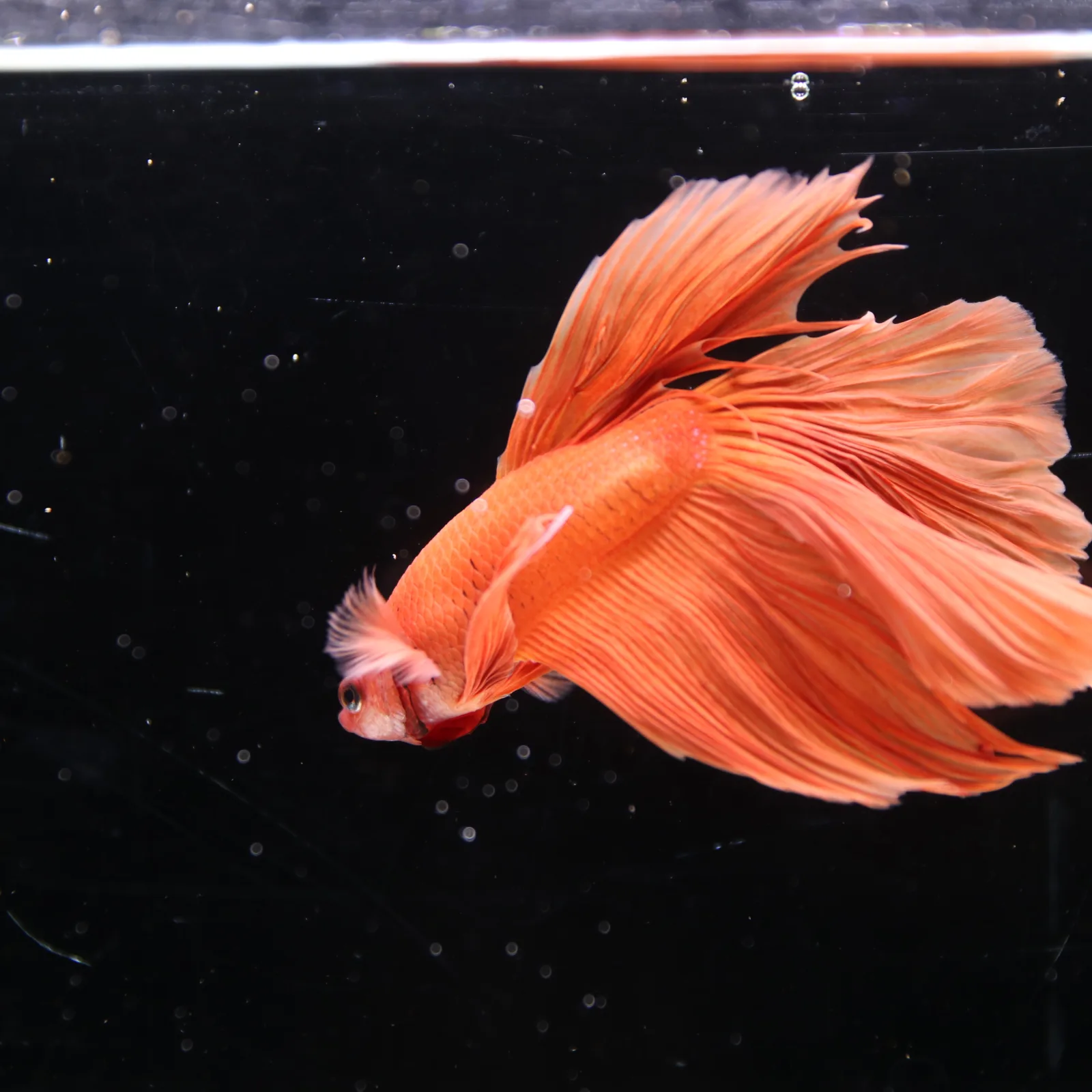 Tangerine Orange Halfmoon Betta Fish –  Male media 11