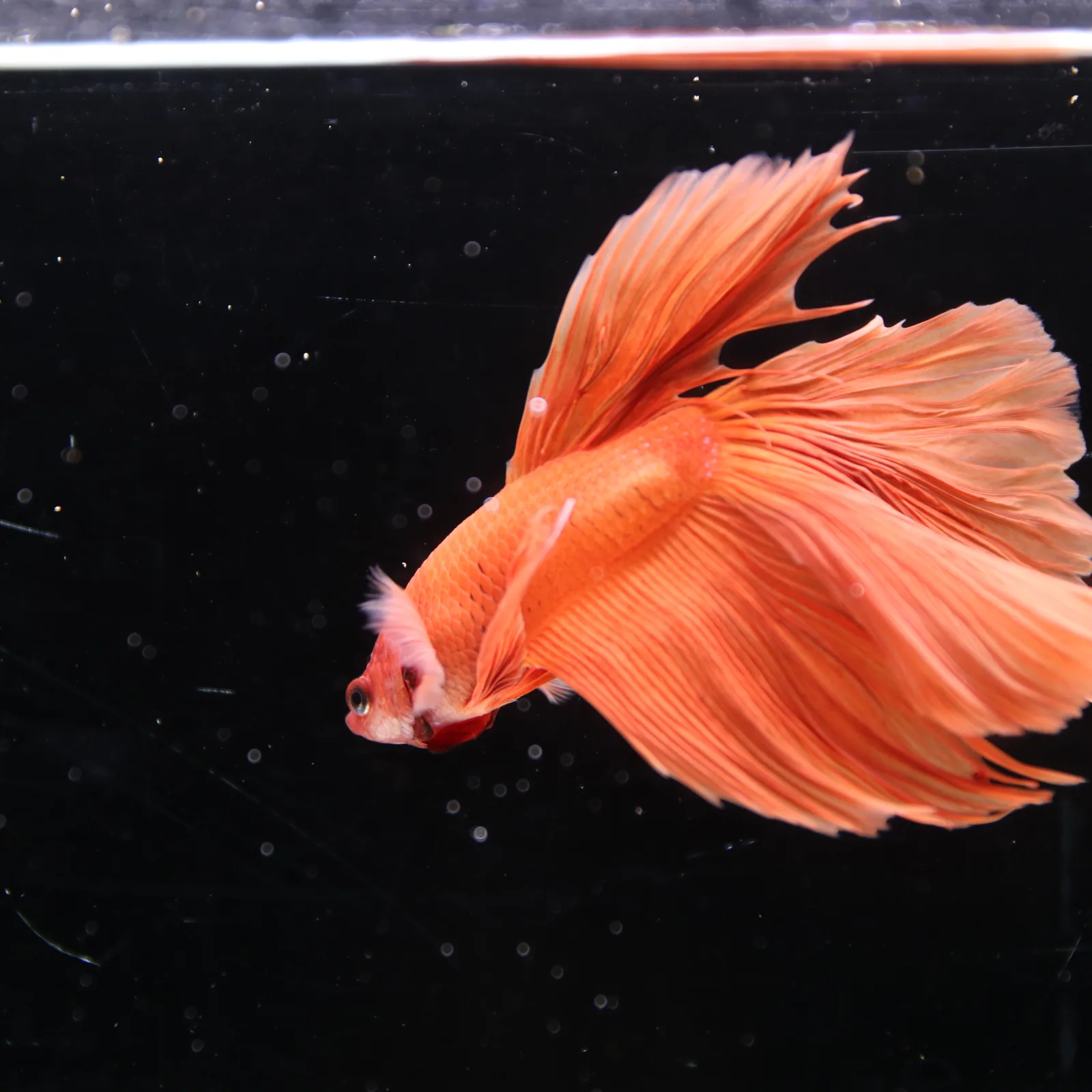 Tangerine Orange Halfmoon Betta Fish –  Male media 12