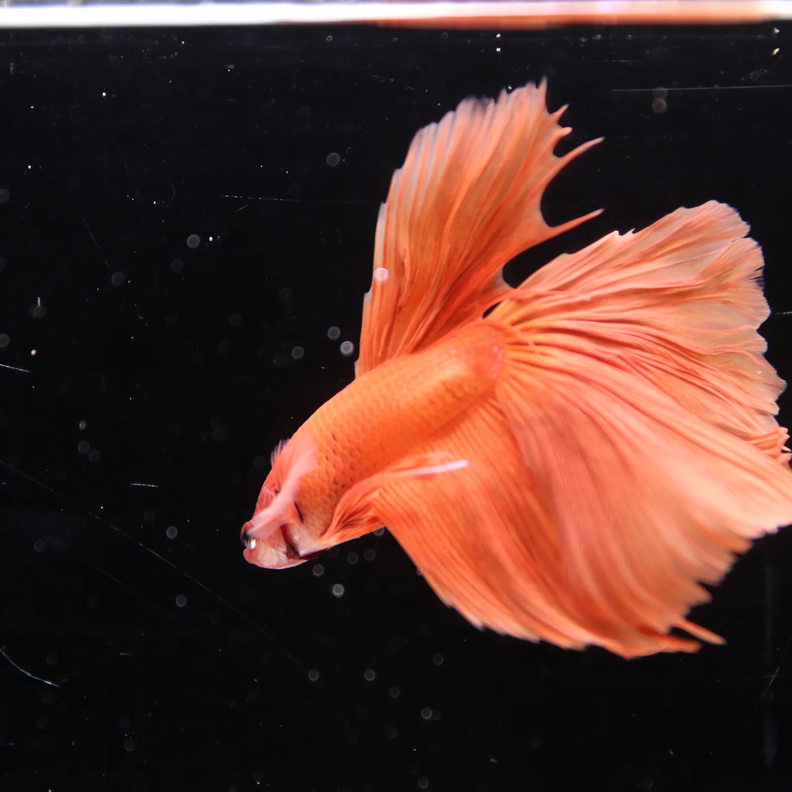 Tangerine Orange Halfmoon Betta Fish –  Male media 13