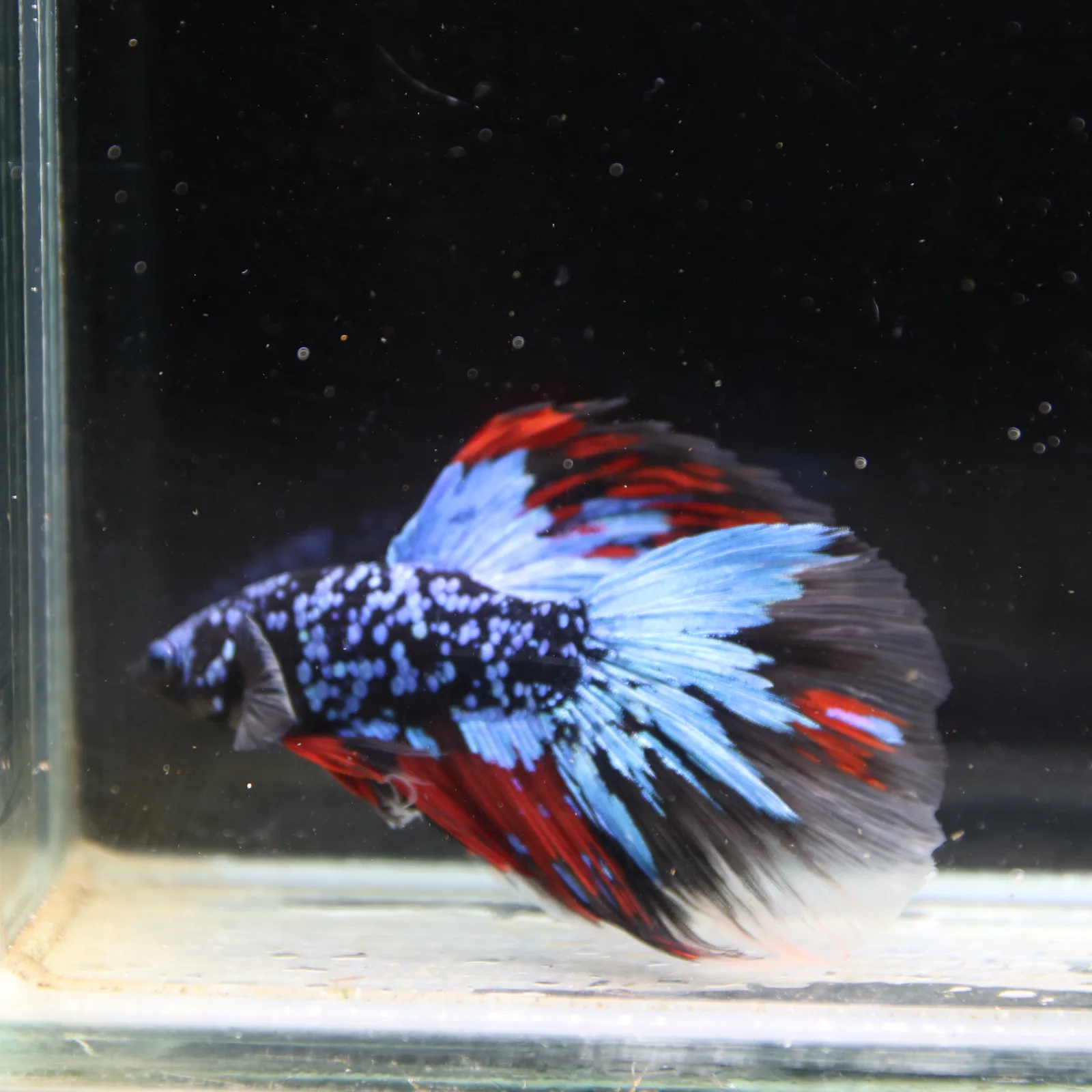 Dot Star Galaxy Halfmoon Betta Fish – Blue Red Black Male media 2