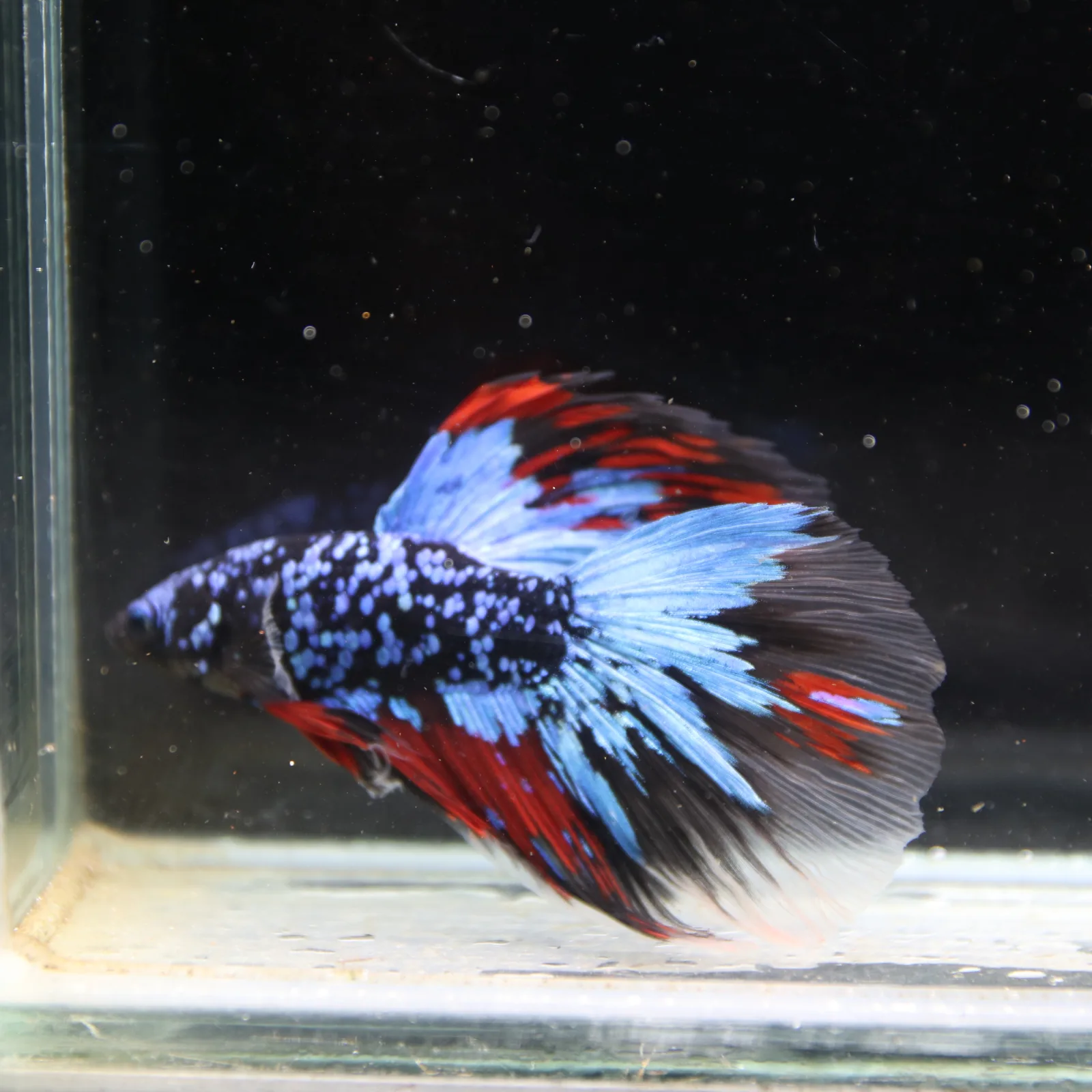 Dot Star Galaxy Halfmoon Betta Fish – Blue Red Black Male media 3