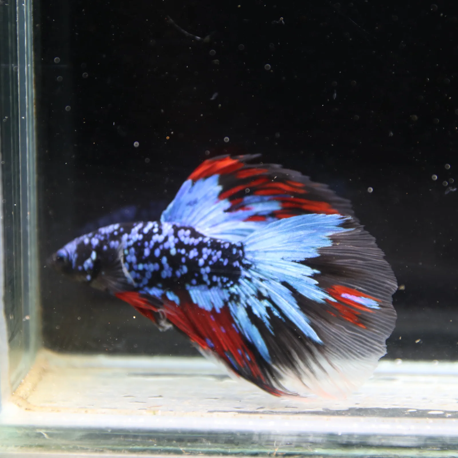 Dot Star Galaxy Halfmoon Betta Fish – Blue Red Black Male media 4
