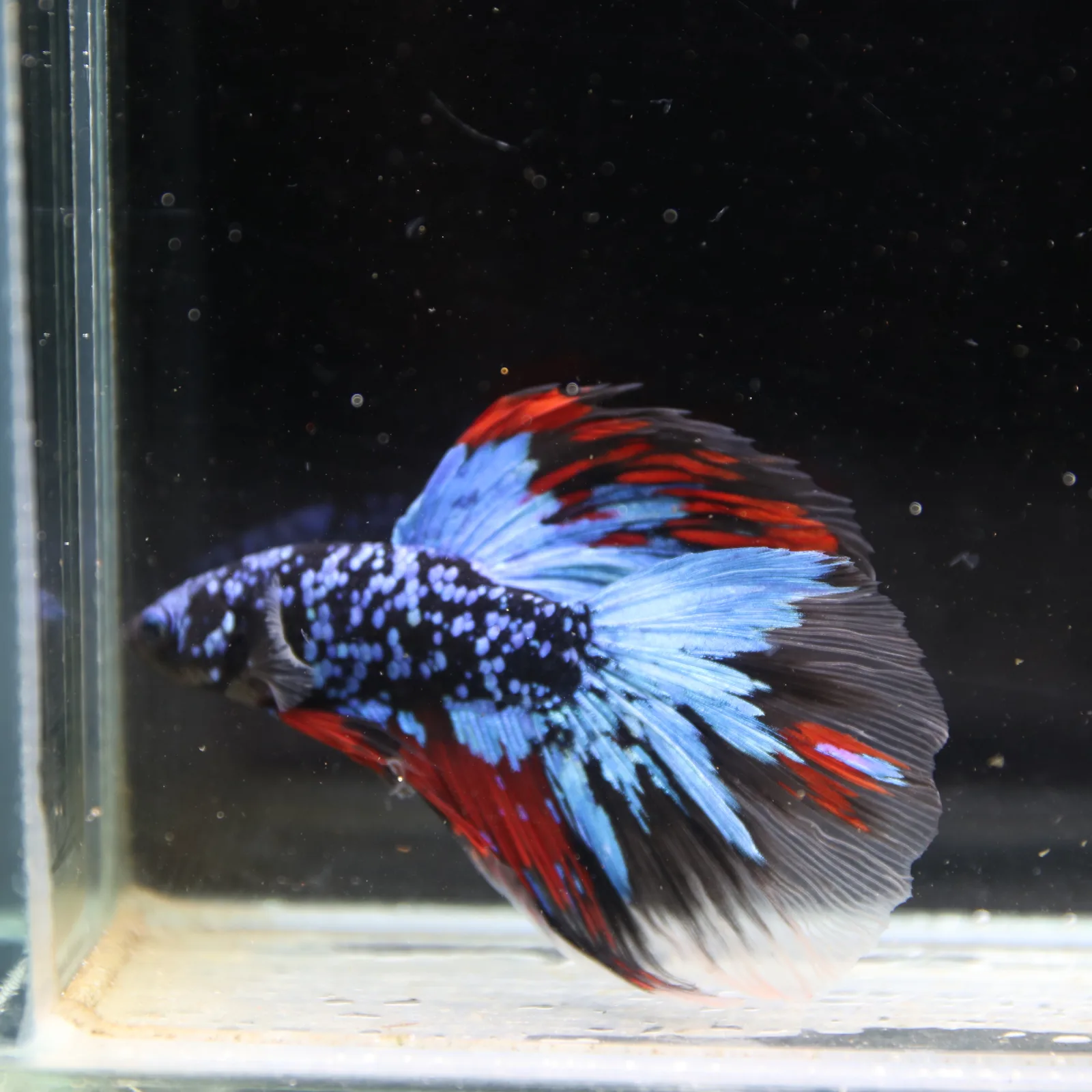 Dot Star Galaxy Halfmoon Betta Fish – Blue Red Black Male media 5