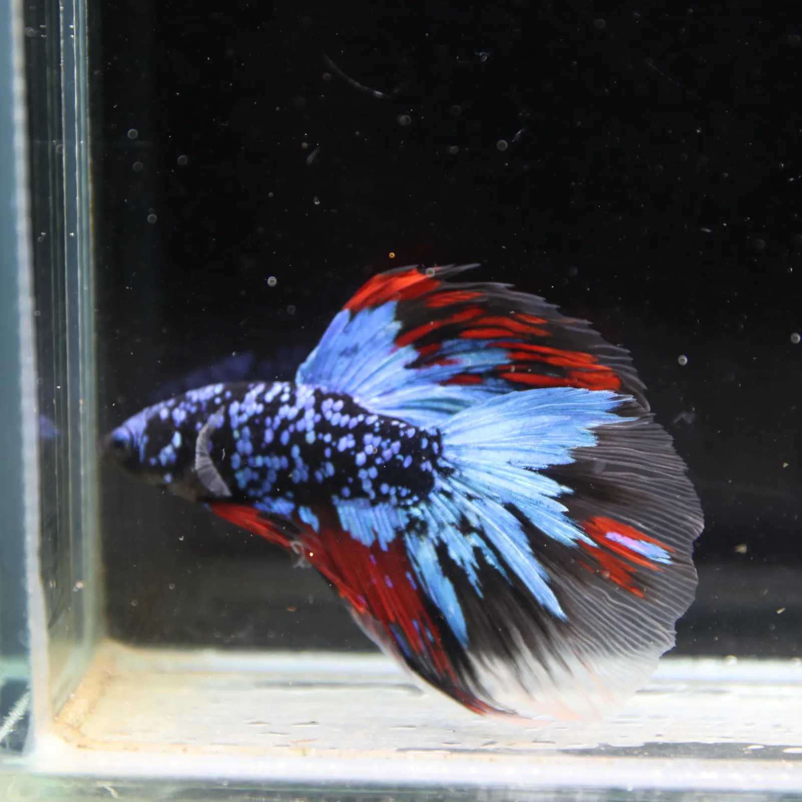 Dot Star Galaxy Halfmoon Betta Fish – Blue Red Black Male media 6