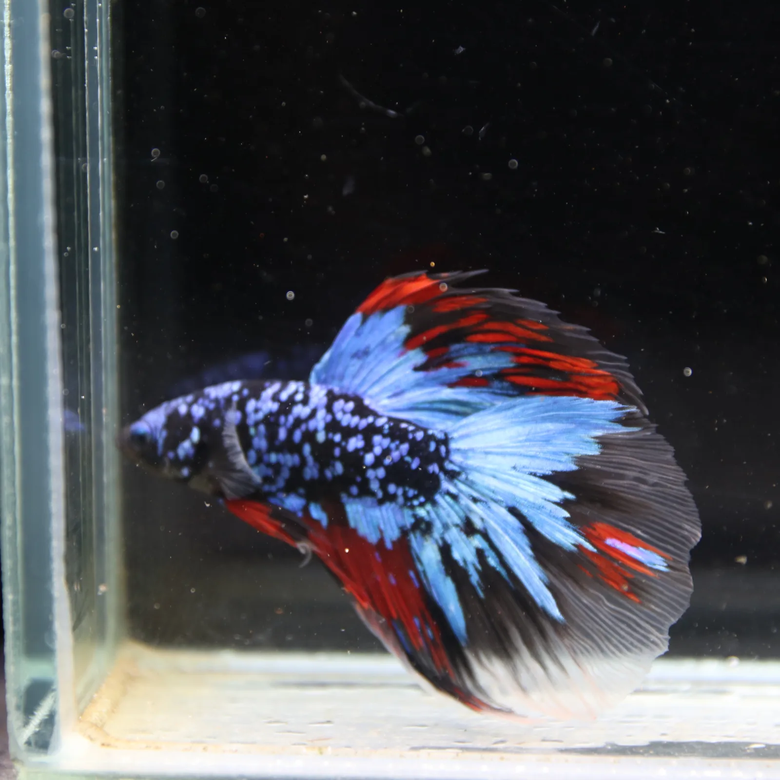 Dot Star Galaxy Halfmoon Betta Fish – Blue Red Black Male media 7