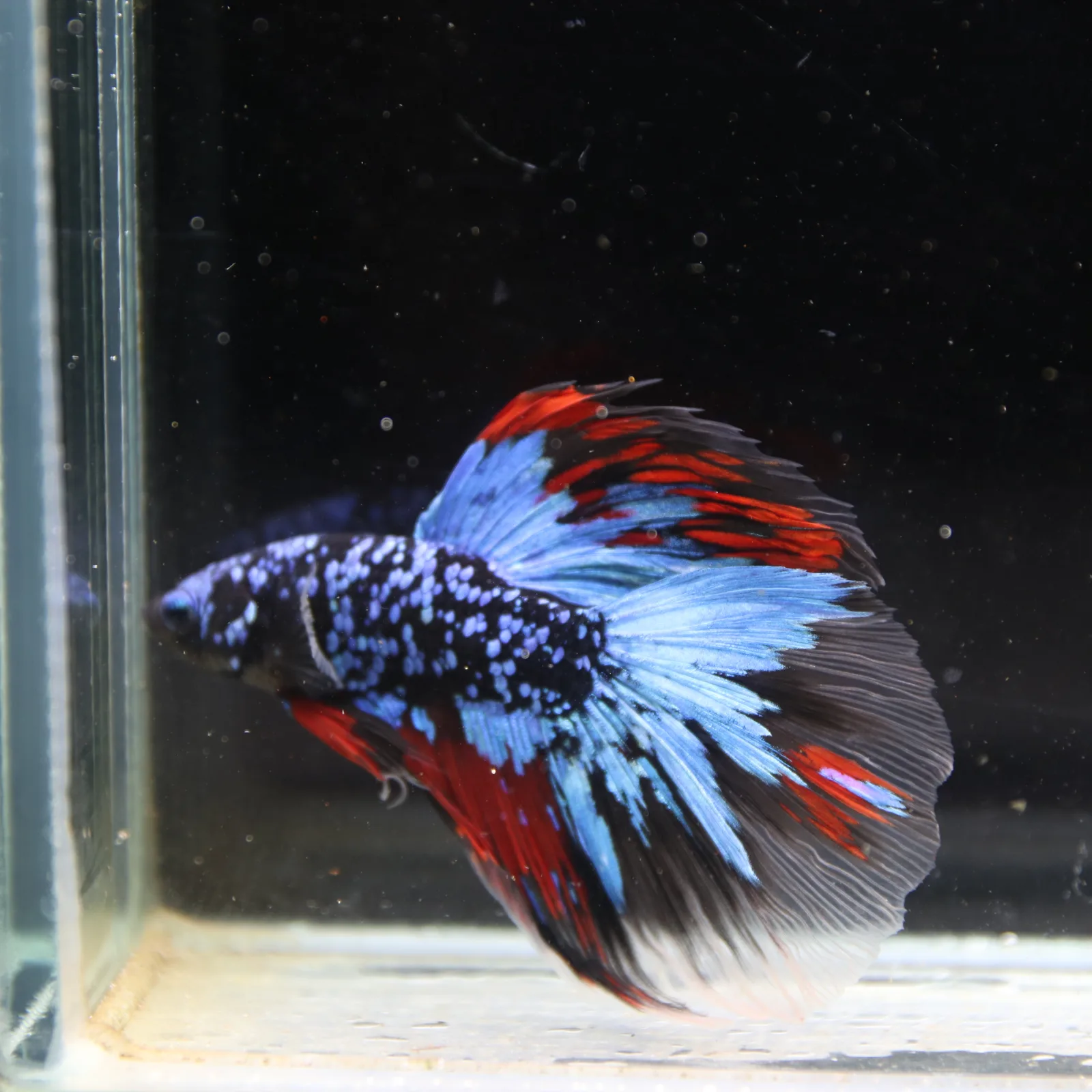 Dot Star Galaxy Halfmoon Betta Fish – Blue Red Black Male media 8