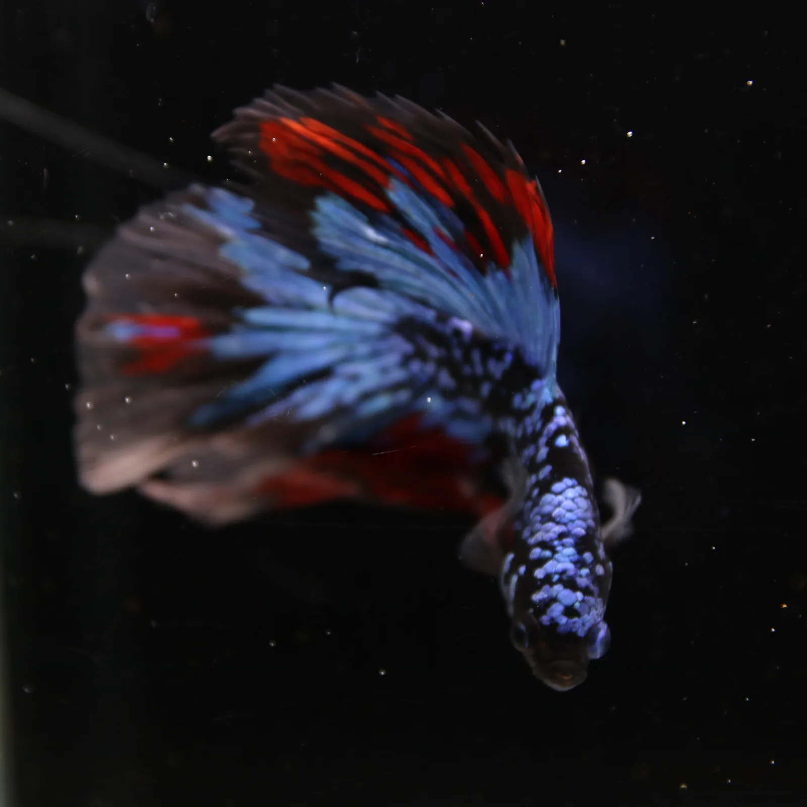 Dot Star Galaxy Halfmoon Betta Fish – Blue Red Black Male media 9