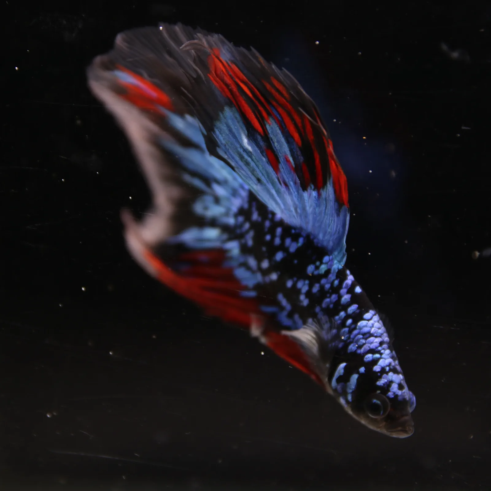 Dot Star Galaxy Halfmoon Betta Fish – Blue Red Black Male media 10